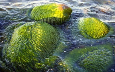 Реферат: Зелёные водоросли