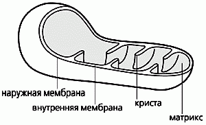 Claw.ru | Рефераты по биологии | Одноклеточные альтруисты