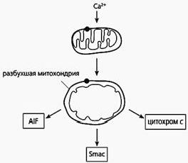 Claw.ru | Рефераты по биологии | Одноклеточные альтруисты