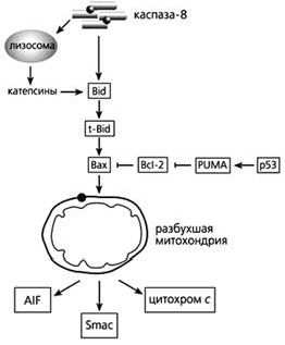 Claw.ru | Рефераты по биологии | Одноклеточные альтруисты