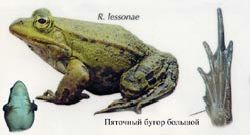 Claw.ru | Рефераты по биологии | Лягушка прудовая (Rana lessonae), лягушка озерная (R. ridibunda), лягушка съедобная (R. esculenta)