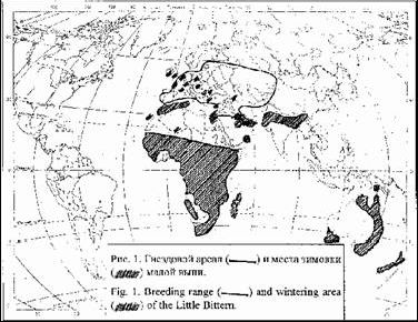 Claw.ru | Рефераты по биологии | К вопросу о распространении и миграциях малой выпи