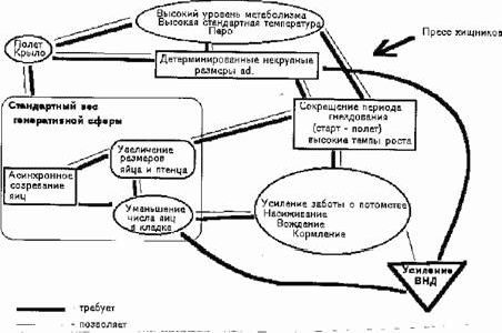 Claw.ru | Рефераты по биологии | Возможное адаптивное значение открытого таза птиц и новая гипотеза происхождения полета