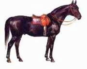 Claw.ru | Рефераты по биологии | Верховые чистокровные породы лошадей
