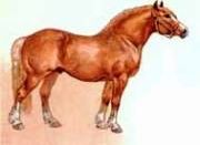 Claw.ru | Рефераты по биологии | Упряжные тяжеловозные породы лошадей