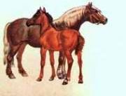 Claw.ru | Рефераты по биологии | Упряжные тяжеловозные породы лошадей