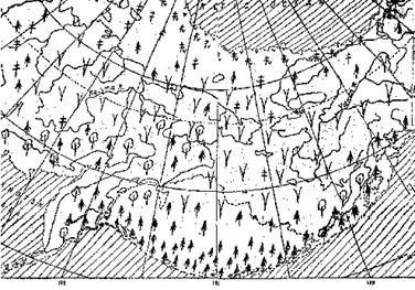 Claw.ru | Рефераты по биологии | История флоры Арктики