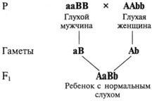 Claw.ru | Рефераты по биологии | Менделевская генетика