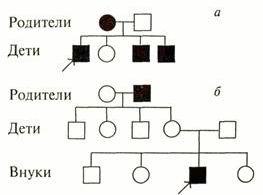 Claw.ru | Рефераты по биологии | Менделевская генетика