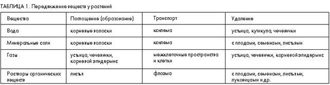 Claw.ru | Рефераты по биологии | Поглощение воды корнем и ее транспорт у цветковых растений