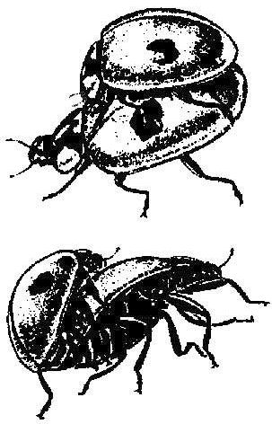 Claw.ru | Рефераты по биологии | Сексуальная жизнь божьей коровки