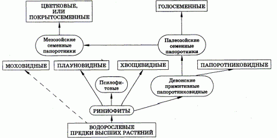 Claw.ru | Рефераты по биологии | Развитие растительного и животного мира на Земле