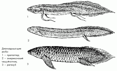 Claw.ru | Рефераты по биологии | Двоякодышащие рыбы