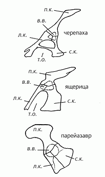 Claw.ru | Рефераты по биологии | Загадка происхождения черепах