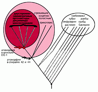 Claw.ru | Рефераты по биологии | Pегресс в эволюции многоклеточных животных