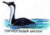 Claw.ru | Рефераты по биологии | Жизнь птиц