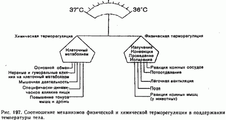 Claw.ru | Рефераты по биологии | Терморегуляция