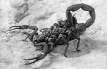 Самка скорпиона с молодью 