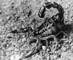 Пестрый скорпион