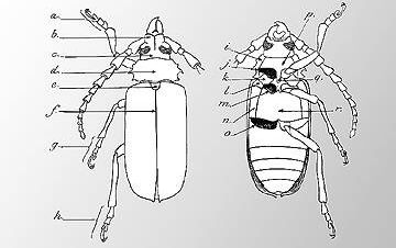 Claw.ru | Рефераты по биологии | Жуки