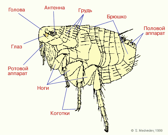 Claw.ru | Рефераты по биологии | Блохи