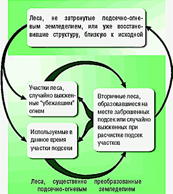 Claw.ru | Рефераты по экологии | Пирогенная динамика таежных лесов