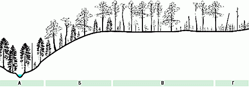 Claw.ru | Рефераты по экологии | Пирогенная динамика таежных лесов