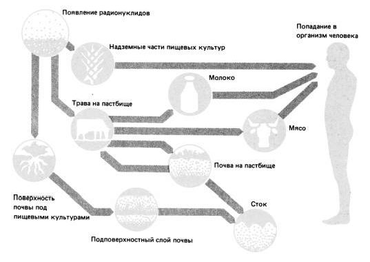 Claw.ru | Рефераты по экологии | Лучевая болезнь