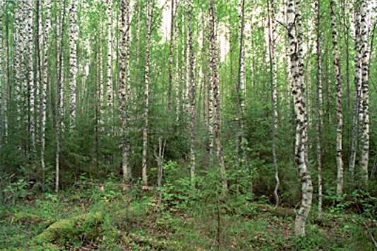Claw.ru | Рефераты по экологии | Вторичные леса таежной зоны Европейской России