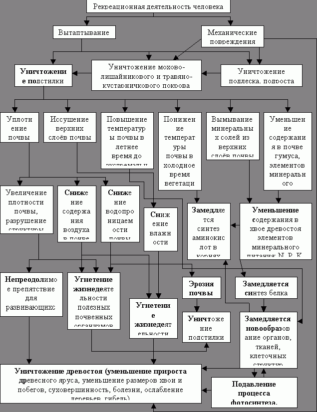 Claw.ru | Рефераты по экологии | Принципы рационального использования лесов