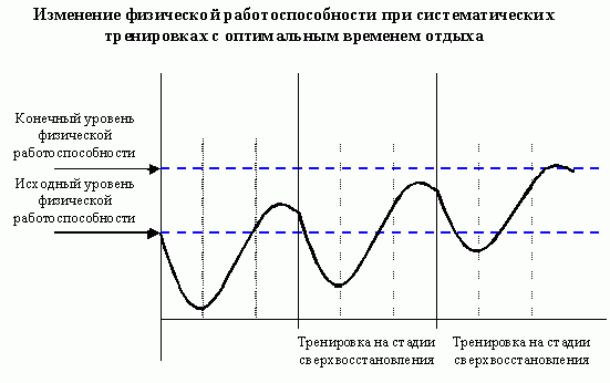 Claw.ru | Рефераты по физкультуре и спорту | Почему при систематических тренировках повышается работоспособность человека