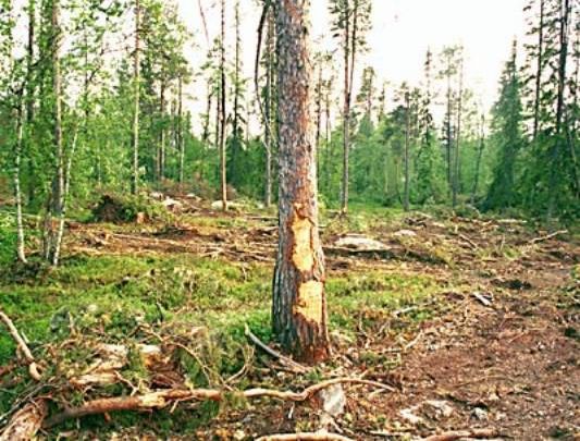 Claw.ru | Рефераты по географии | Этап развития механизированных лесозаготовительных предприятий