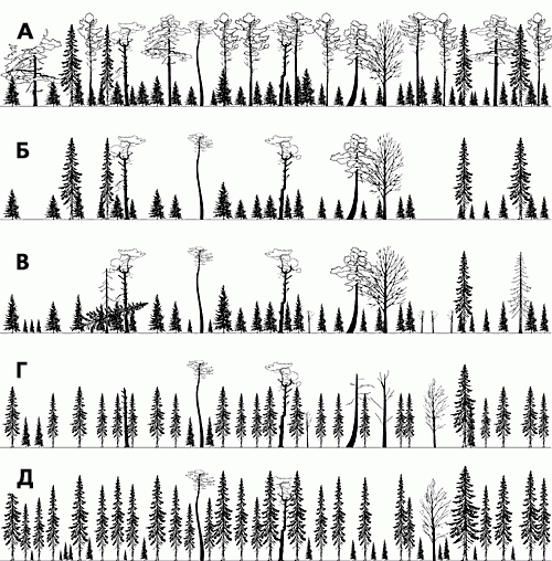 Claw.ru | Рефераты по географии | Концентрированные рубки леса