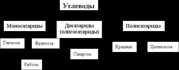 Claw.ru | Биология и химия | Углеводы