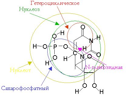 Claw.ru | Биология и химия | Химические основы возникновения Жизни
