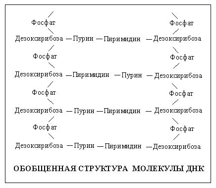 Claw.ru | Биология и химия | Нуклеиновые кислоты