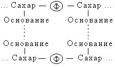 Claw.ru | Биология и химия | Нуклеиновые кислоты