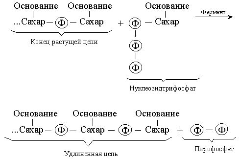 Claw.ru | Биология и химия | Нуклеиновые кислоты