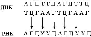 Claw.ru | Биология и химия | Нуклеиновые кислоты