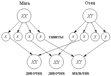 Claw.ru | Биология и химия | Наследственность