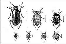 Claw.ru | Биология и химия | Водные жуки: плавунец, вертячка, плавунчик и другие