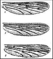Claw.ru | Биология и химия | Обыкновенный и малярийный комары