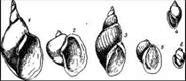 Claw.ru | Биология и химия | Брюхоногие моллюски: прудовики, лужанки, битиния, катушки