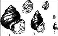 Claw.ru | Биология и химия | Брюхоногие моллюски: прудовики, лужанки, битиния, катушки