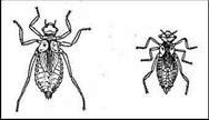Claw.ru | Биология и химия | Личинки стрекоз