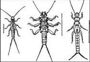 Claw.ru | Биология и химия | Личинки веснянок