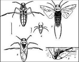 Claw.ru | Биология и химия | Водные клопы: гладыш, гребляк, плавт, водяной скорпион