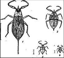 Claw.ru | Биология и химия | Водные клопы: гладыш, гребляк, плавт, водяной скорпион