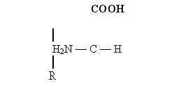 Claw.ru | Биология и химия | Аминокислоты, их классификация