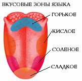 Claw.ru | Биология и химия | Анатомия вкуса